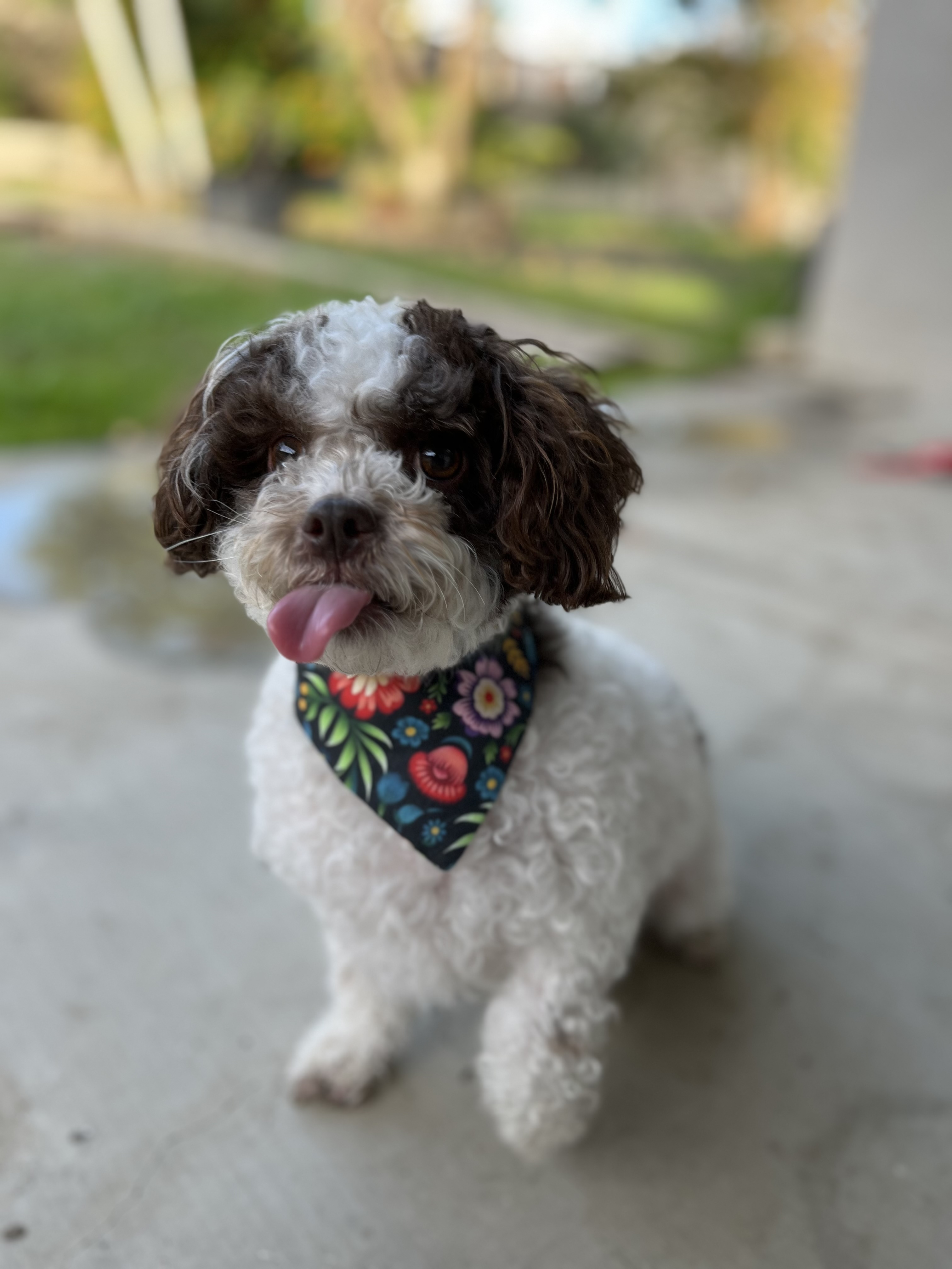 Illustrated collection